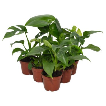 Collection of 6 Swiss Cheese Plants